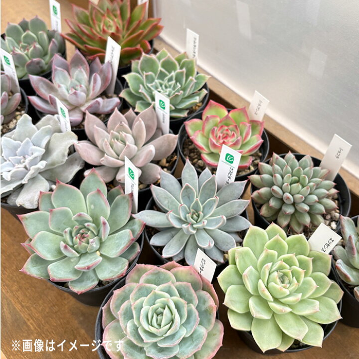 楽天市場】【お買い物マラソン限定】レア入り 多肉植物 エケベリア 10 