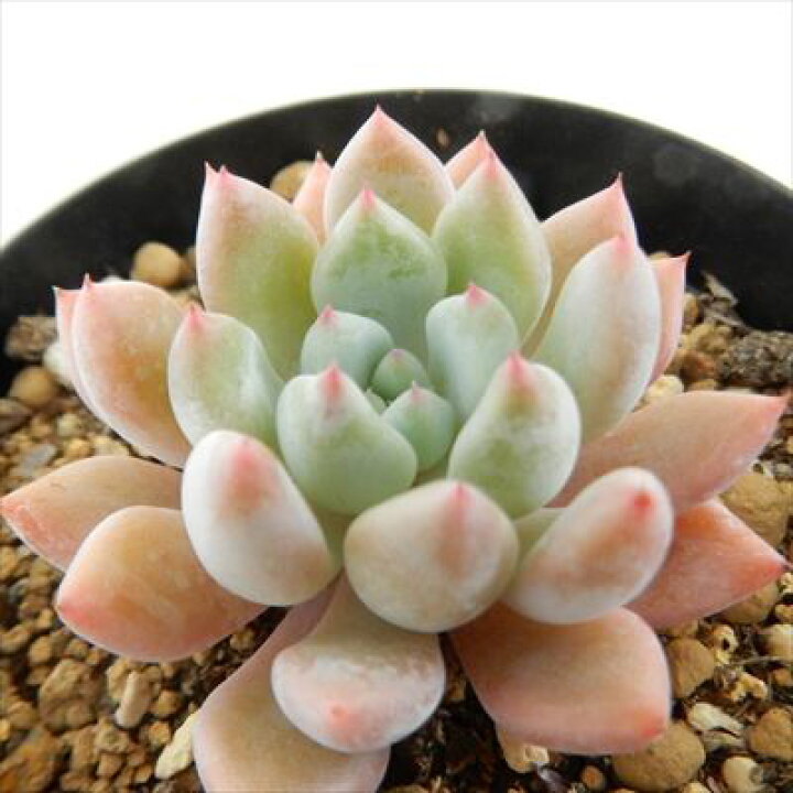 楽天市場】多肉植物 skエケベリア オレンジシャーベット 多肉植物 