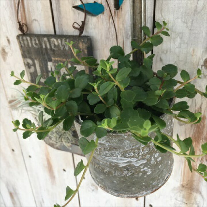 楽天市場 カランコエ フィフィ7 5cmポット ミニ観葉 観葉植物 フラワーネット 日本花キ流通