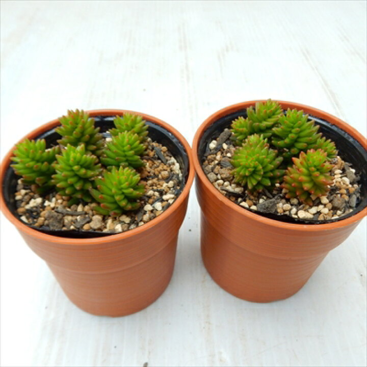 楽天市場 多肉植物 Hmビラディア グリーンペット 多肉植物 セダム 6cmポット フラワーネット 日本花キ流通
