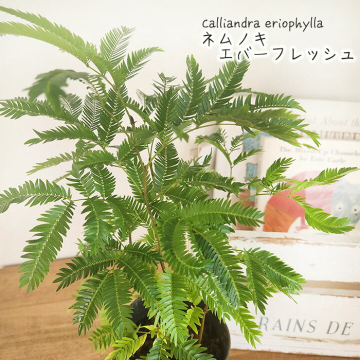 楽天市場 ネムノキ エバーフレッシュ 3号鉢 観葉植物 フラワーネット 日本花キ流通 楽天市場 ネムノキ エバーフレッシュ 3号鉢 観葉植物 フラワーネット 日本花キ流通