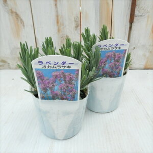x_[ c IJTL 9cm|bg ԕc h K[fjO n[uc Herb