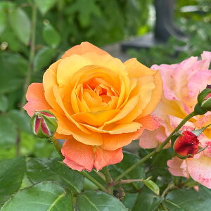 \̔ oc oc  Xj[hDAltN lG炫 KN ΂ IW Xj[EhDEAlEtN troe 12{ȍ~