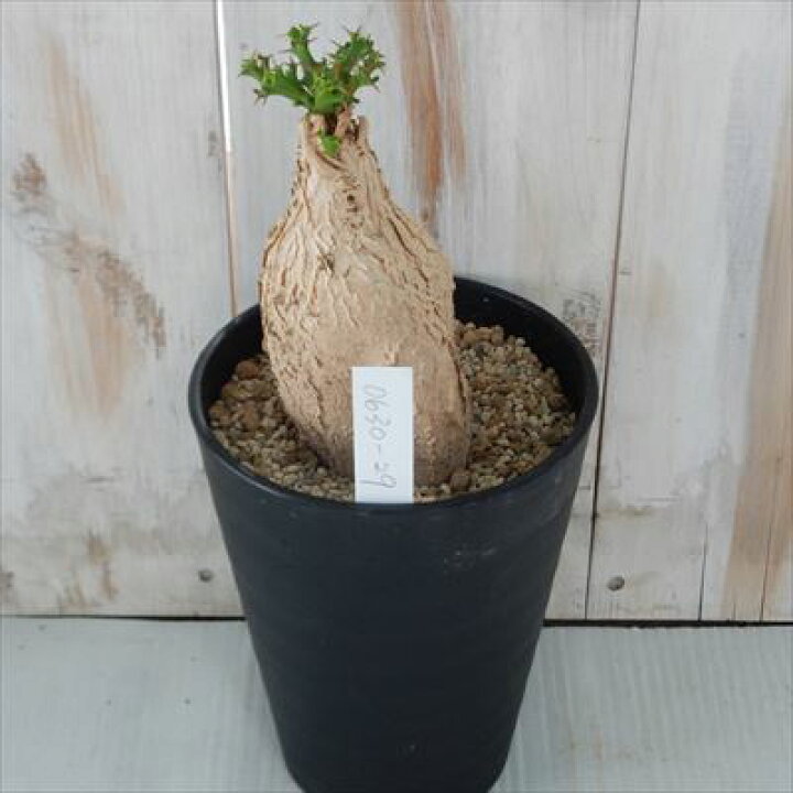 楽天市場】多肉植物 caユーフォルビア スクアローサ 現品販売 0630-29  