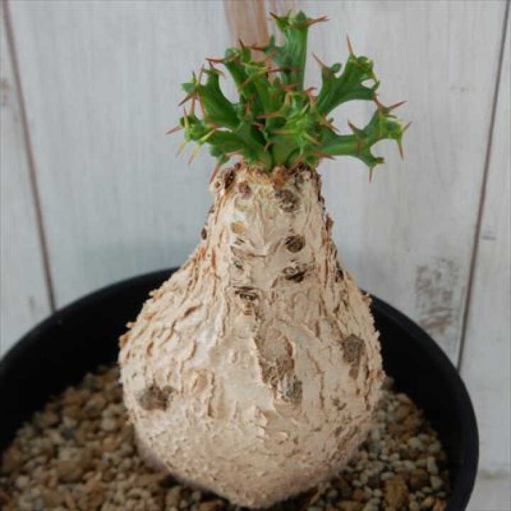 楽天市場】多肉植物 caユーフォルビア スクアローサ 現品販売 0630-29  