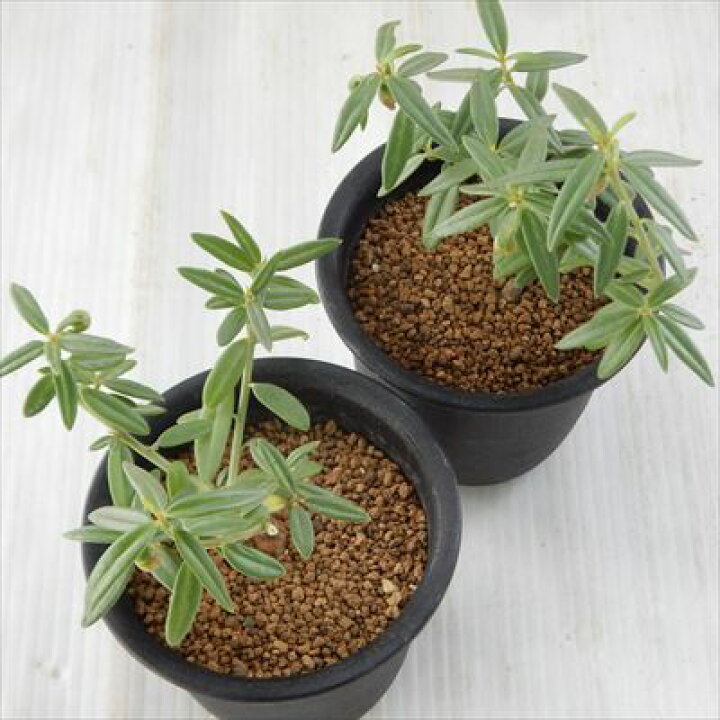 楽天市場】多肉植物 caタリナム カフルム Talinum caffrum 多肉植物 