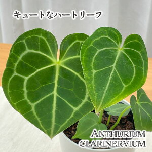 ϗtA AXE NlrE clarinervium 4 AX[ ϗtA ^   蕨 v[g CeA 