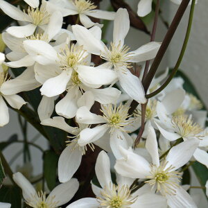\̔ N}`X c A[}fB A[}fBn 2N [劔 12cm|bg clm 11{ȍ~