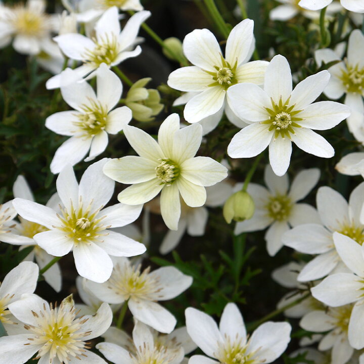 楽天市場 予約販売 充実大株クレマチス 苗 カート マニージョー フォステリー系 2年生株 12cmポット地植えok 3月上旬以降発送 フラワーネット 日本花キ流通