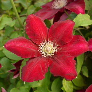 \̔ N}`X c xbJ 炫֌n 2N [劔 12cm|bg clm 11{ȍ~