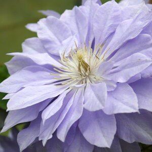 \̔ N}`X c fj[Y_u peXn 2N [劔 12cm|bg clm 11{ȍ~