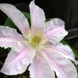 楽天市場 苗物 種類 植物 クレマチス ガーデニング 農業 花 ガーデン Diy の通販