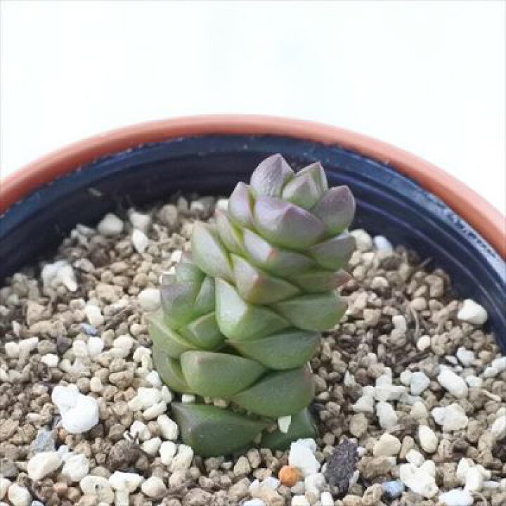 楽天市場】多肉植物 hmクラッスラ 寿限無 ジュゲム 多肉植物 