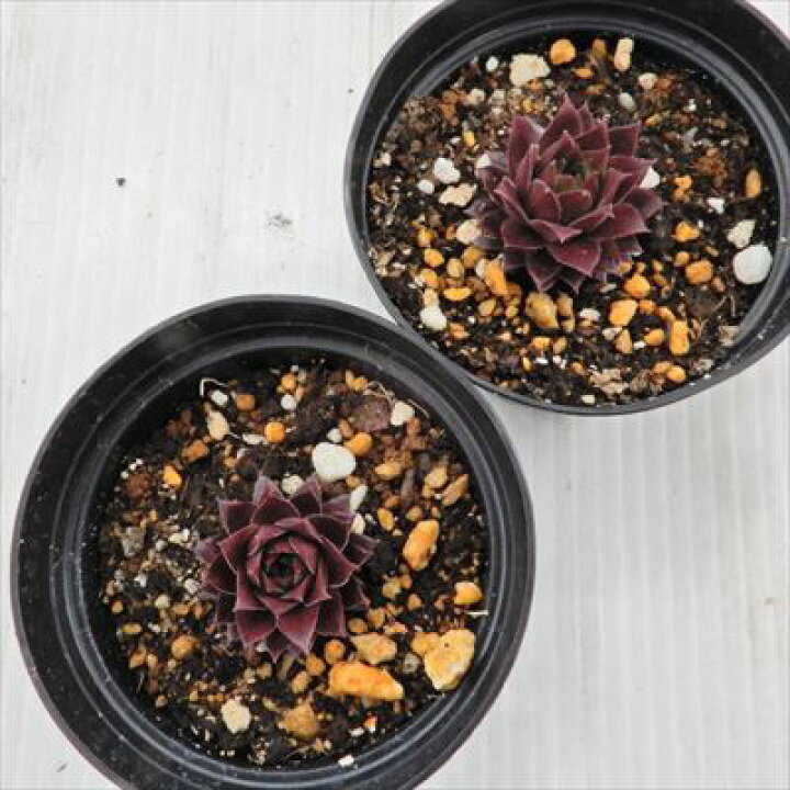 楽天市場】多肉植物 grセンペルビウム キャラメル 7.5cmポット