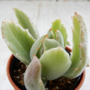 A hmJRG ̌  A JRG 6cm|bg