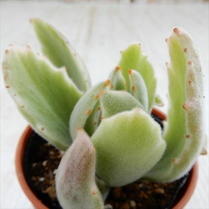 楽天市場 多肉植物 Hmカランコエ 月の光 斑入り 多肉植物 カランコエ 6cmポット フラワーネット 日本花キ流通