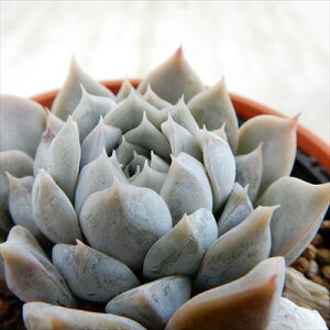 A hmGPxA [x A GPxA 6cm|bg