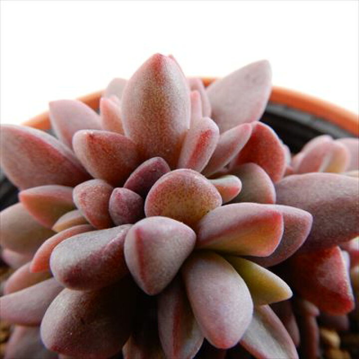 楽天市場 多肉植物 Hmエケベリア レズリー 多肉植物 エケベリア 6cmポット フラワーネット 日本花キ流通 楽天市場 多肉植物 Hmエケベリア レズリー 多肉植物 エケベリア 6cmポット フラワーネット 日本花キ流通
