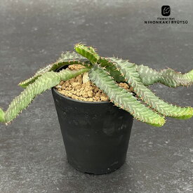多肉植物 caユーフォルビア 飛竜 多肉植物 ユーフォルビア 9cmポット