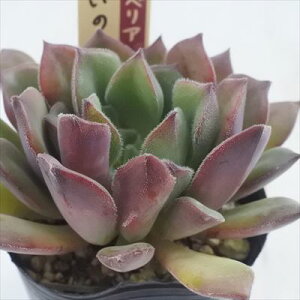 A ori~bNXxA No.041 ̐X A 炢c  GPxA 6cm|bg