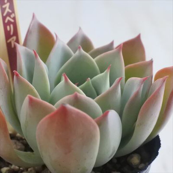 楽天市場】多肉植物 oriミックスベリア No.024 ひなまつり 多肉植物 お 
