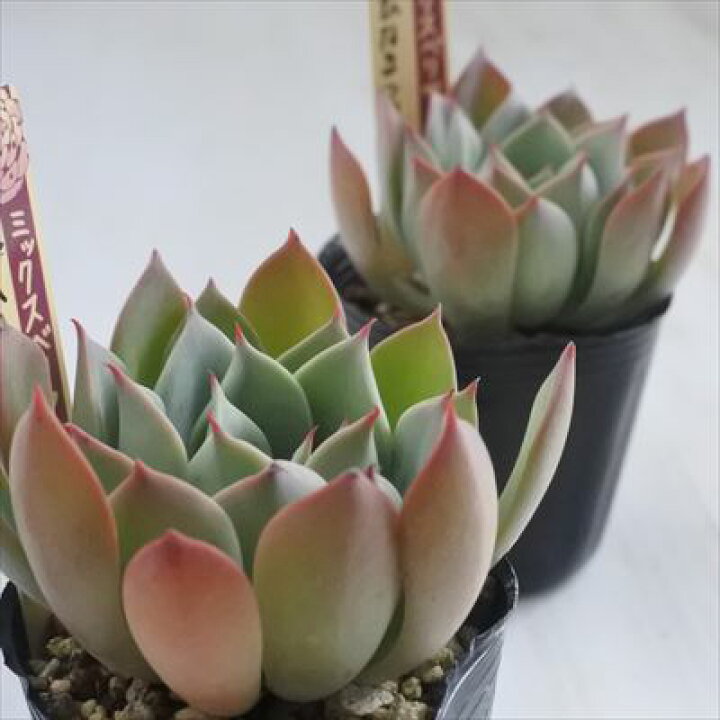 楽天市場】多肉植物 oriミックスベリア No.024 ひなまつり 多肉植物 お 