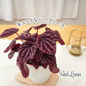 ϗtA cot yy~A bhi 3.5 ϗtA ^   蕨 v[g CeA 