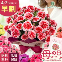 母の日 プレゼント 選べるカーネーション 16色 5号鉢 送料無料 母の日ギフト 花 鉢植え ネット限定