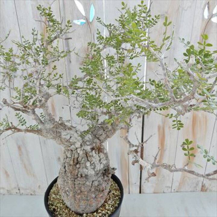 楽天市場 多肉植物 Caオペルクリカリア パキプス 現品販売 02 10 多肉植物 コーデックス フラワーネット 日本花キ流通