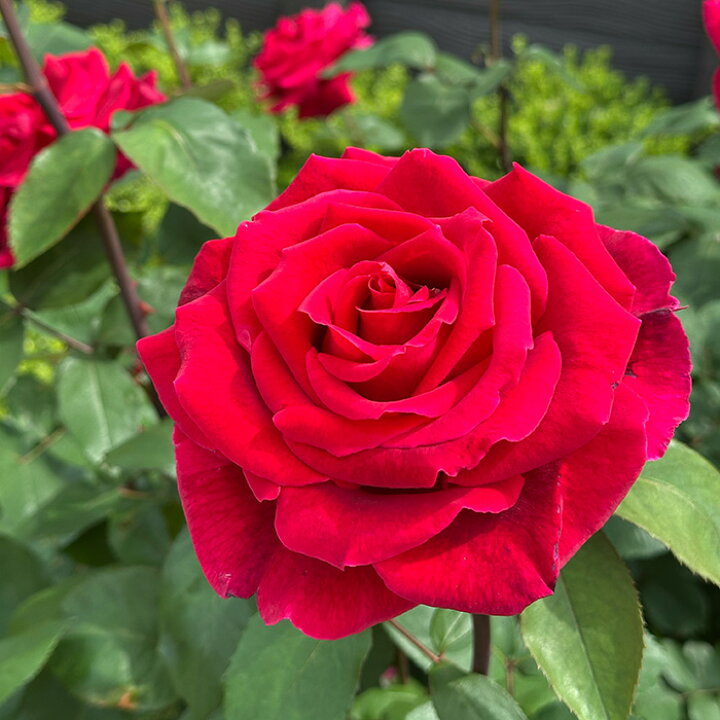 バラ 苗 苗木 四季咲き大輪 ミスターリンカーン 1株 バラの苗木 薔薇 バラの木 バラの花 Ht 庭木 植木 花木苗 超目玉