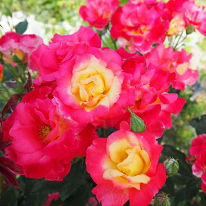 \̔ oc oc  `[Xg lG炫 KN ΂  troe 12{ȍ~