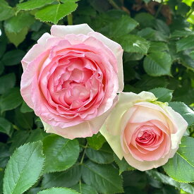 予約販売 バラ苗 バラ大苗 つるバラ ピエールドゥロンサール 薔薇 ばら ピンク 白 ピエールドロンサール troe 12月中旬以降発送