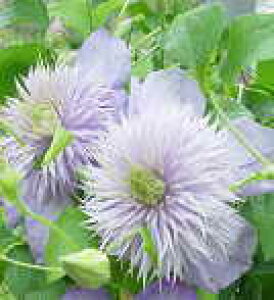 \̔ N}`X c u[Cg peXn ̃N}`X 2Nc 10.5cm|bg ochi 3{ȍ~