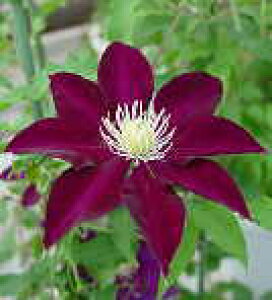 \̔ N}`X c ͂ t_n ̃N}`X 2Nc 10.5cm|bg ochi 3{ȍ~