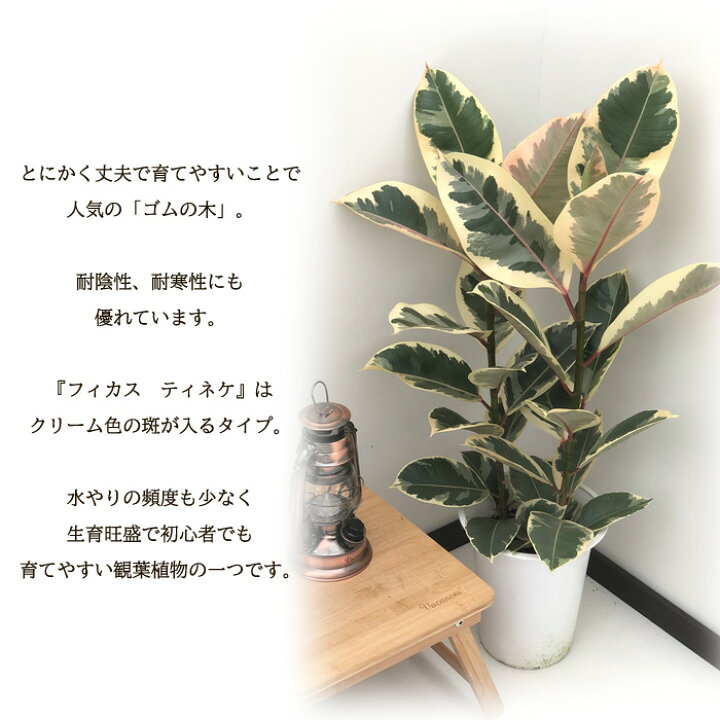 楽天市場】観葉植物 ゴムの木 フィカス ティネケ 6号鉢 送料無料 観葉 