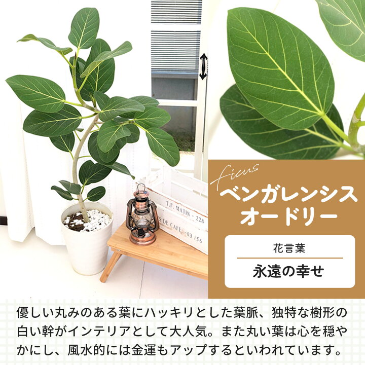 楽天市場 フィカス ベンガレンシス オードリー 7号鉢 送料無料 観葉植物 苗 インテリア おしゃれ ゴムの木 フラワーネット 日本花キ流通