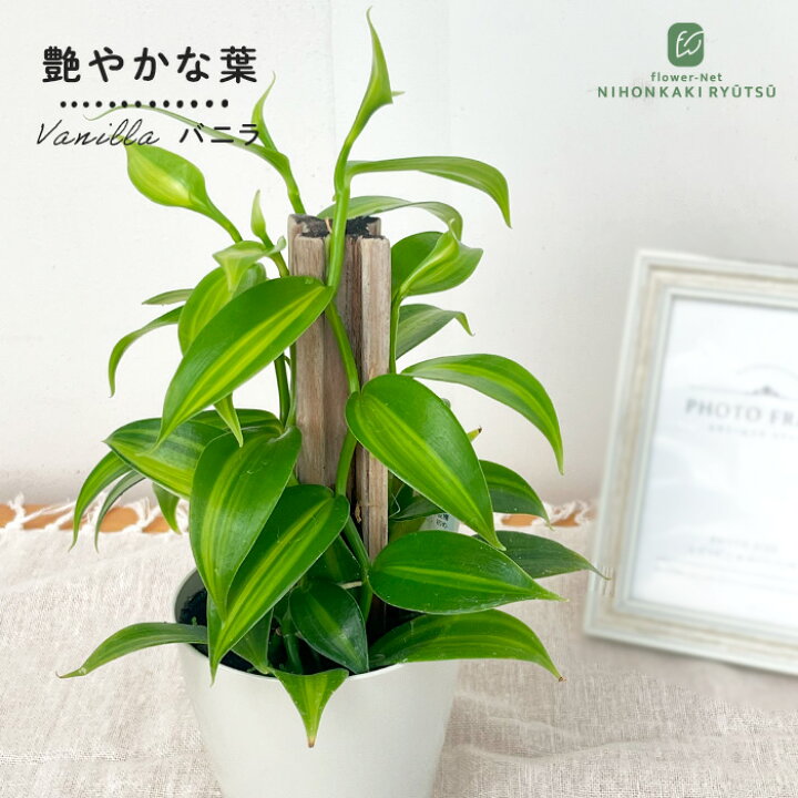 楽天市場 バニラ 3 5号鉢 観葉植物 蘭 ラン バニラビーンズ つる性 インテリア おしゃれ フラワーネット 日本花キ流通 楽天市場 バニラ 3 5号鉢 観葉植物 蘭 ラン バニラビーンズ つる性 インテリア おしゃれ フラワーネット 日本花キ流通