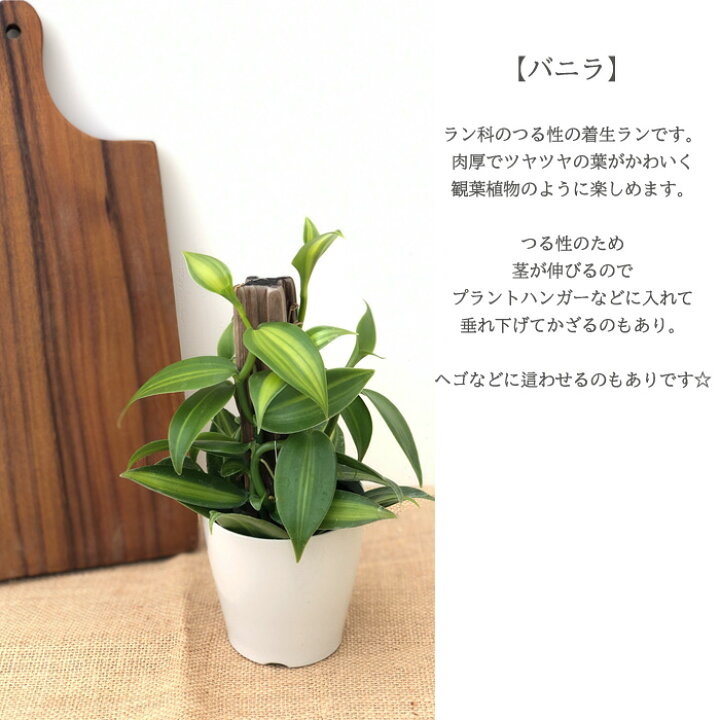 楽天市場 バニラ 3 5号鉢 観葉植物 蘭 ラン バニラビーンズ つる性 インテリア おしゃれ フラワーネット 日本花キ流通
