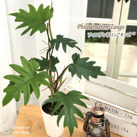 楽天市場 ドラゴン 観葉植物 花 観葉植物 花 ガーデン Diyの通販