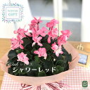 予約販売 シクラメン ウインクシャワーレッド 5号鉢 送料無料 ラッピング付き さかもと園芸 冬ギフト 花 ギフト プレゼント 鉢植え 鉢花 12月上旬以降発送