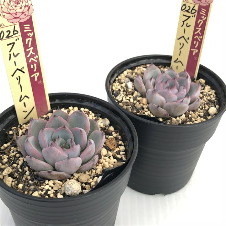 楽天市場】多肉植物 oriミックスベリア No.026 ブルーベリームーン 