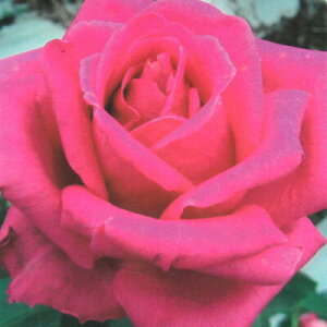 \̔ o c o Vc  fCaq ؗ lG炫 KN ΂ sN tros 4{ȍ~