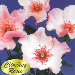 \̔ o c o Vc  fCeB[xX ؗ lG炫 KN ΂ sN tros 4{ȍ~