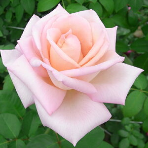 \̔ o c o Vc  RtB_X ؗ lG炫 KN ΂ sN tros 4{ȍ~