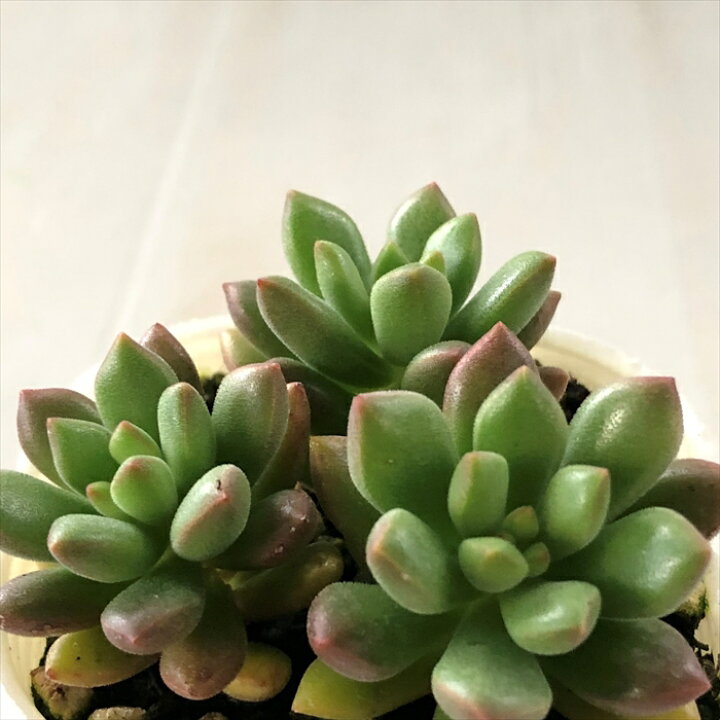 楽天市場 多肉植物 Sbセデベリア オレンジドリーム 多肉植物 クラッスラ 7 5cmポット フラワーネット 日本花キ流通