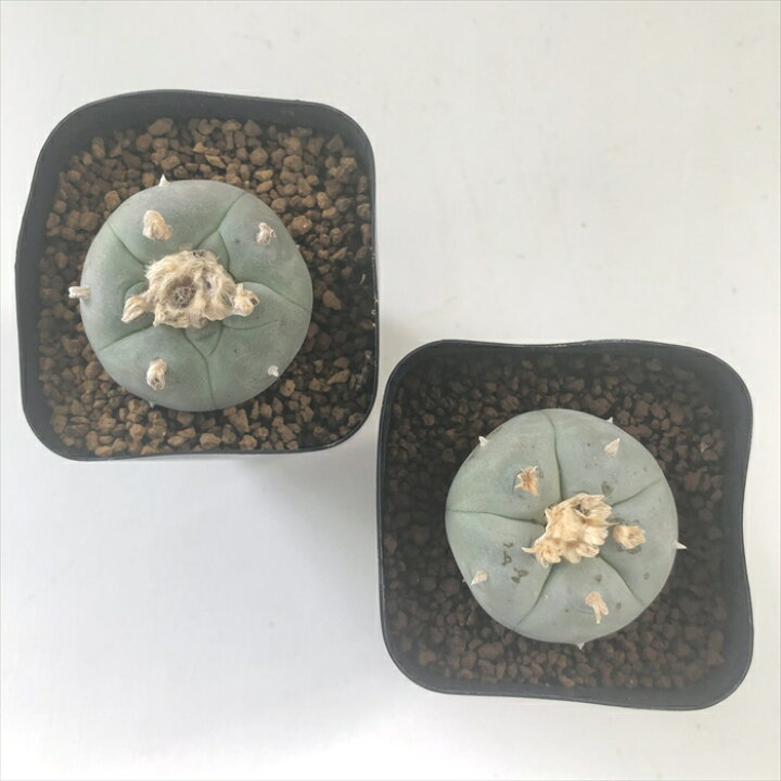楽天市場】多肉植物 caサボテン 烏羽玉 実生 ロホホラ ロフォフォラ 
