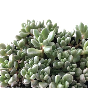 A seZ_ ΂܂^ʗt WFbgo[X A Z_ 9cm|bg