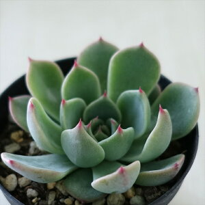 A skGPxA R^E A GPxA 7.5cm|bg