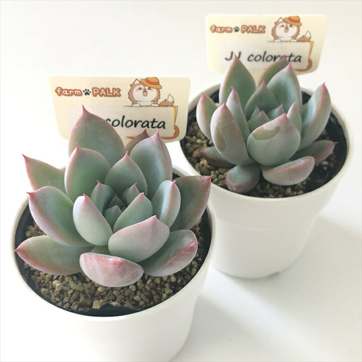 楽天市場】多肉植物 plkエケベリア JJcolorata （JJコロラータ） 多肉  