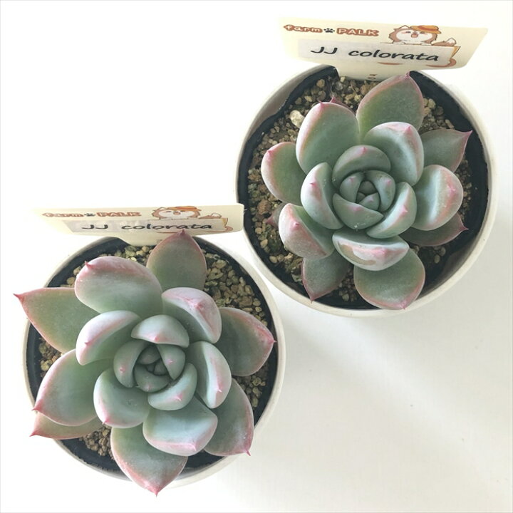 楽天市場】多肉植物 plkエケベリア JJcolorata （JJコロラータ） 多肉  